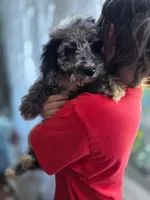 Grey Aussie doodle girl, a female Aussiedoodle for sale in Bristol, VA – Photo 3 of 5