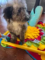 Grey Aussie doodle girl, a female Aussiedoodle for sale in Bristol, VA – Photo 1 of 5