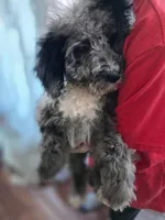 Grey Aussie doodle girl, a female Aussiedoodle for sale in Bristol, VA – Photo 2 of 5