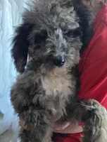 Grey Aussie doodle girl, a female Aussiedoodle for sale in Bristol, VA – Photo 4 of 5