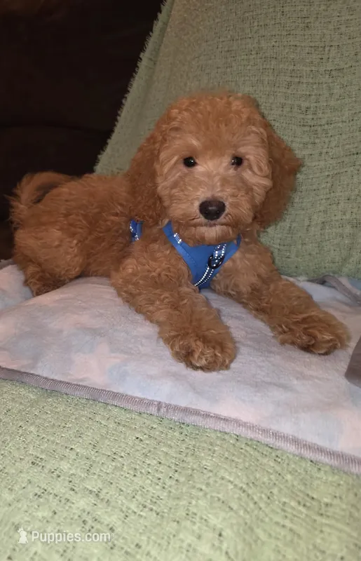 Teddy – Miniature Goldendoodle puppy for sale in Greenville, SC