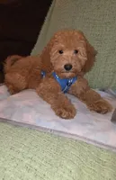 Teddy, a male Miniature Goldendoodle for sale in Greenville, SC – 1 of 7