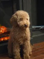 Mimosa, a female Miniature Goldendoodle for sale in Bristol, VA – Photo 2 of 4