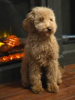 Mimosa, a female Miniature Goldendoodle for sale in Bristol, VA – Photo 4 of 4