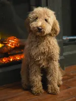 Mimosa, a female Miniature Goldendoodle for sale in Bristol, VA – Photo 3 of 4