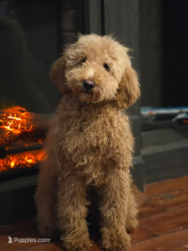 Mimosa – Miniature Goldendoodle puppy for sale in Bristol, VA