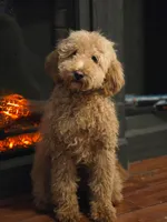 Mimosa, a female Miniature Goldendoodle for sale in Bristol, VA – Photo 1 of 4