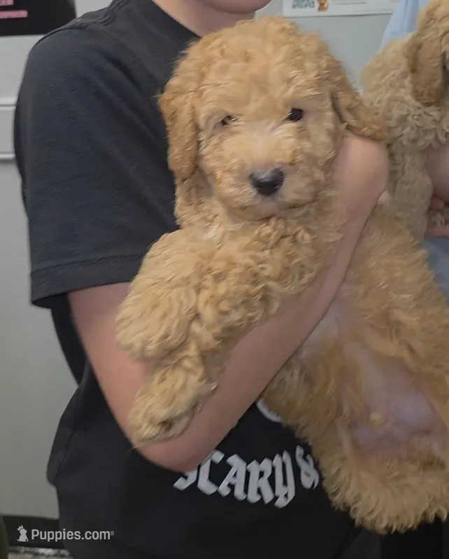 Teddy – Miniature Goldendoodle puppy for sale in Bristol, VA