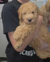 Teddy, a male Miniature Goldendoodle for sale in Bristol, VA – 1 of 2