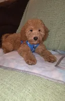 Teddy, a male Miniature Goldendoodle for sale in Greenville, SC – 5 of 7