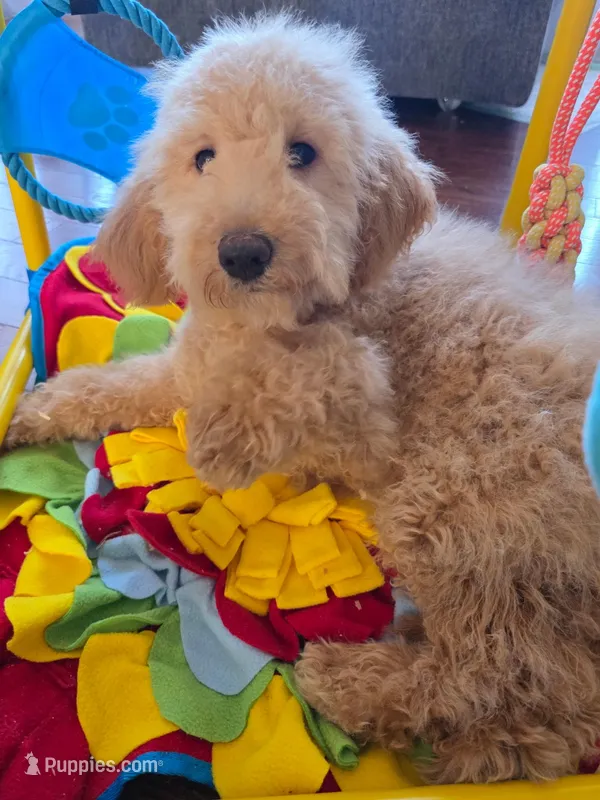Mini golden doodle girl  – Miniature Goldendoodle puppy for sale in Bristol, VA