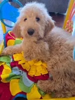 Mini golden doodle girl , a female Miniature Goldendoodle for sale in Bristol, VA – Photo 1 of 5