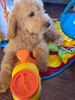 Mini golden doodle girl , a female Miniature Goldendoodle for sale in Bristol, VA – Photo 5 of 5