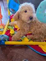 Mini golden doodle girl , a female Miniature Goldendoodle for sale in Bristol, VA – Photo 4 of 5