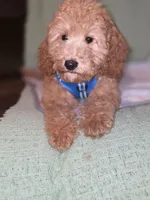 Teddy, a male Miniature Goldendoodle for sale in Greenville, SC – 3 of 7