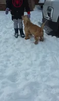 Charlotte , a female Cocker Spaniel for sale in Bristol, VA – 2 of 3