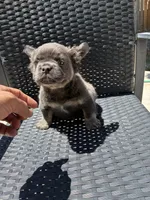 Yoshi, a male French Bulldog for sale in Denver, CO – 6 of 6