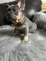 Mario, a male French Bulldog for sale in Denver, CO – 3 of 7