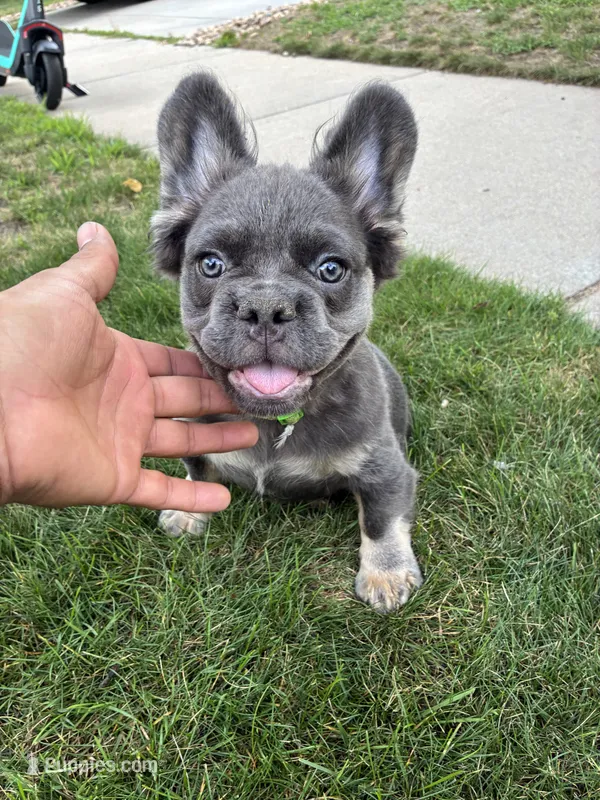 Yoshi – French Bulldog puppy for sale in Denver, CO