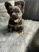 Yoshi, a male French Bulldog for sale in Denver, CO – 4 of 10