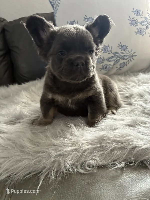 Yoshi – French Bulldog puppy for sale in Denver, CO