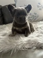 Yoshi, a male French Bulldog for sale in Denver, CO – 1 of 6