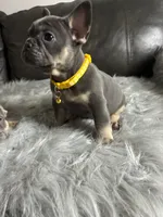 Luigi, a male French Bulldog for sale in Denver, CO – 2 of 7
