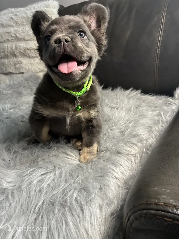 Yoshi – French Bulldog puppy for sale in Denver, CO