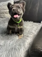Yoshi, a male French Bulldog for sale in Denver, CO – 1 of 10