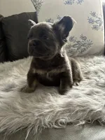 Yoshi, a male French Bulldog for sale in Denver, CO – 4 of 6
