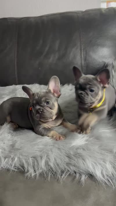 Luigi, a male French Bulldog for sale in Denver, CO – 7 of 7