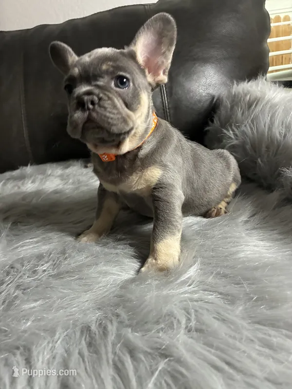 Mario – French Bulldog puppy for sale in Denver, CO
