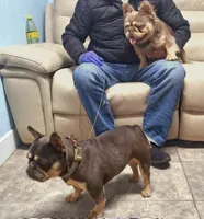 Luigi, a male French Bulldog for sale in Denver, CO – 6 of 7