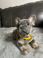 Luigi, a male French Bulldog for sale in Denver, CO – 1 of 7