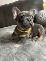 Luigi, a male French Bulldog for sale in Denver, CO – 4 of 7