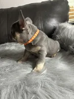 Mario, a male French Bulldog for sale in Denver, CO – 5 of 7