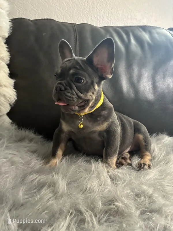 Luigi – French Bulldog puppy for sale in Denver, CO
