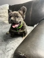 Yoshi, a male French Bulldog for sale in Denver, CO – 2 of 10