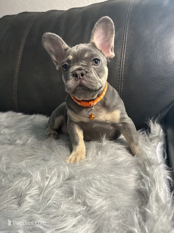 Mario – French Bulldog puppy for sale in Denver, CO