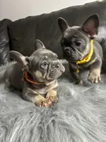 Luigi, a male French Bulldog for sale in Denver, CO – 3 of 7