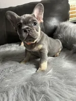 Mario, a male French Bulldog for sale in Denver, CO – 4 of 7
