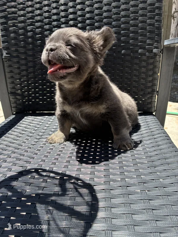 Yoshi – French Bulldog puppy for sale in Denver, CO