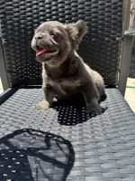 Yoshi, a male French Bulldog for sale in Denver, CO – 5 of 6