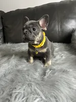 Luigi, a male French Bulldog for sale in Denver, CO – 5 of 7