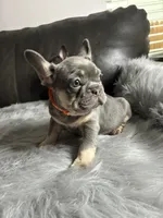 Mario, a male French Bulldog for sale in Denver, CO – 2 of 7