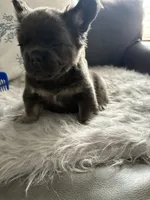Yoshi, a male French Bulldog for sale in Denver, CO – 2 of 6