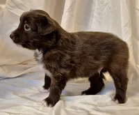 Mateo, a male Miniature Australian Shepherd for sale in Denton, TX – 4 of 9