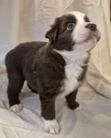 Ellie, a female Miniature Australian Shepherd for sale in Denton, TX – 3 of 8
