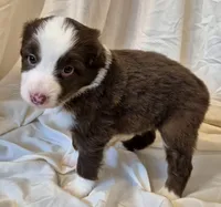 Footloose, a female Miniature Australian Shepherd for sale in Denton, TX – 9 of 10