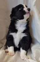 Mia, a female Miniature Australian Shepherd for sale in Denton, TX – 9 of 10